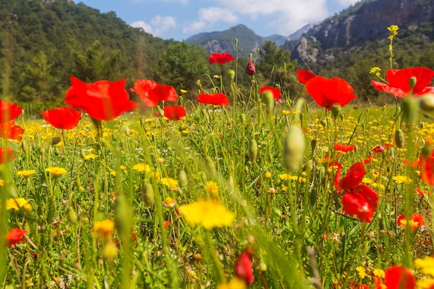 Wild red poppies on the meadow in sunny day. Decorated with light spots.