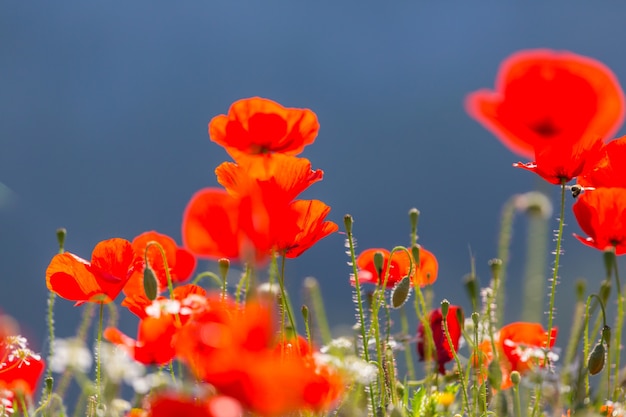 Wild red poppies on the meadow in sunny day. Decorated with light spots.