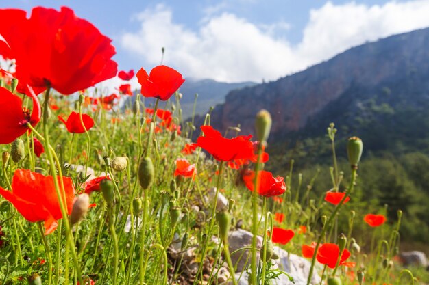 Wild red poppies on the meadow in sunny day. Decorated with light spots.