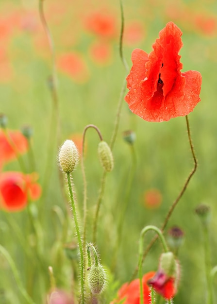 Wild red poppies, petals wet from rain growing in field of green unripe wheat, closeup detail