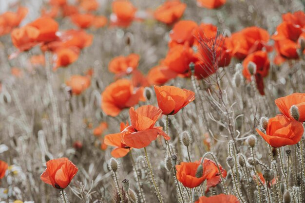 wild red poppies on a spring meadow in warm sunshine