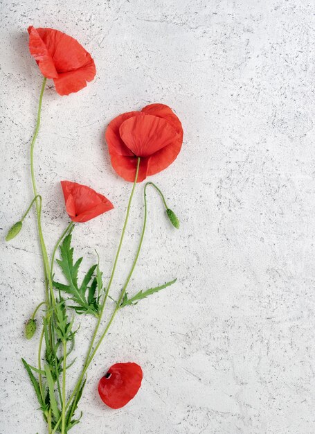 Wild red poppy flowers on light concrete background Top view with copy space