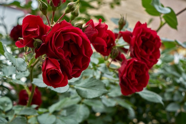 Wild red roses with green leaves closeup.