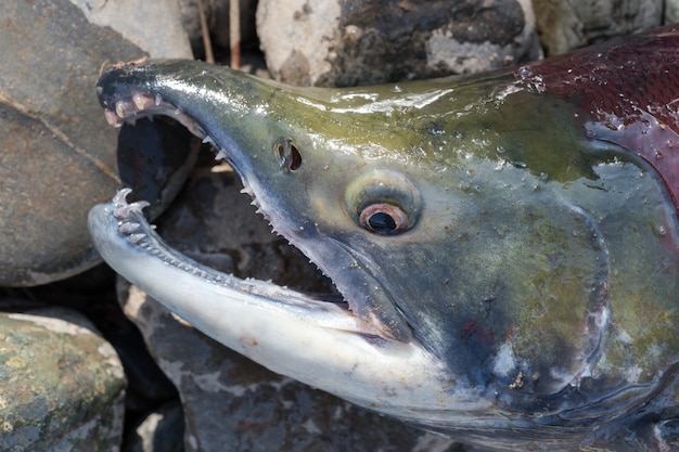 Дикий красный лосось нерка oncorhynchus nerka тихоокеанский лосось во время нереста