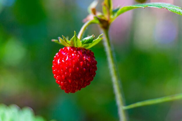 Wild red strawberry closeup in the forest