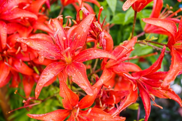 Wild red tiger lilies in garden lilium lancifolium as wallpaper or background