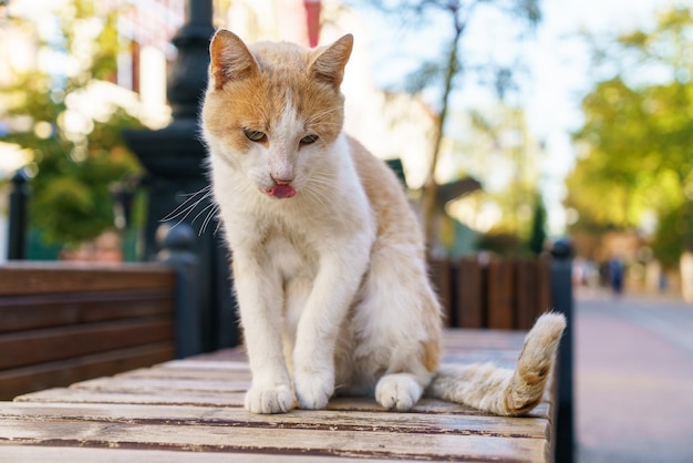 Wild red and white cat dirty and hungry sits on bench in park and looks at everyone with a plaintive...