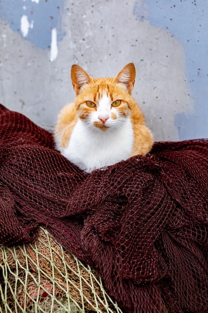 Wild redhaired cat resting on fish nets