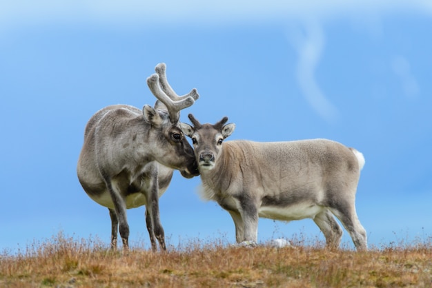 Wild reindeer mother with cub in Svalbard tundra