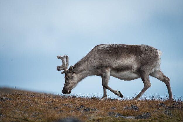 Wild reindeer in Svalbard tundra