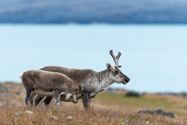 Wild reindeers mother and cub  in tundra at summer time