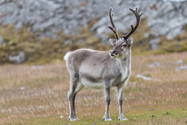 Wild rendier in Svalbard-toendra