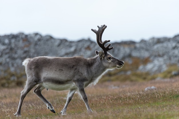 Wild rendier in toendra in de zomertijd