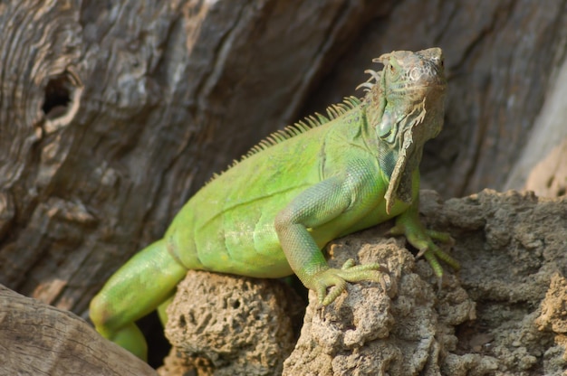 Wild Reptiel Hagedis Leguaan