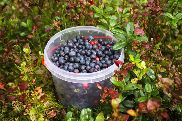 Wild ripe blueberry and cranberry in plastic bowl in summer forest.