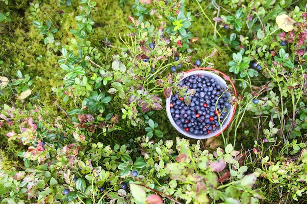 Wild ripe blueberry and cranberry in plastic bowl in summer forest.