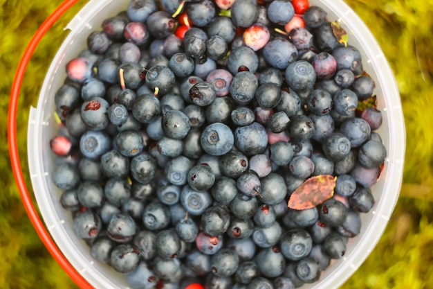 Wild ripe blueberry and cranberry in plastic bowl in summer forest.