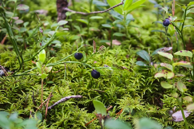 Wild ripe blueberry in summer forest.