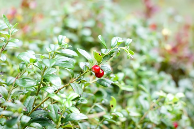 Wild ripe blueberry in summer forest.