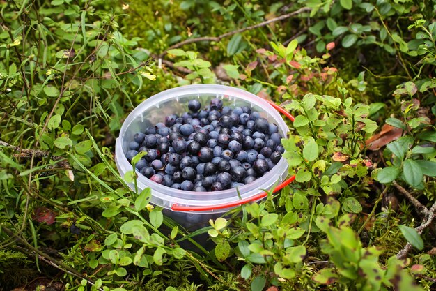 Wild ripe blueberry in summer forest.