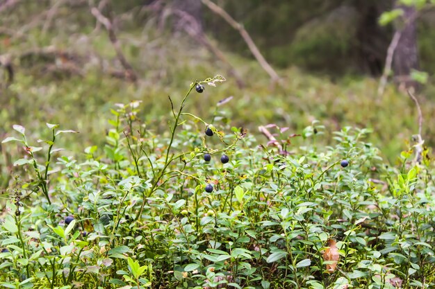 Wild ripe blueberry in summer forest.
