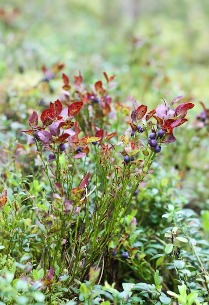 Wild ripe blueberry in summer forest.