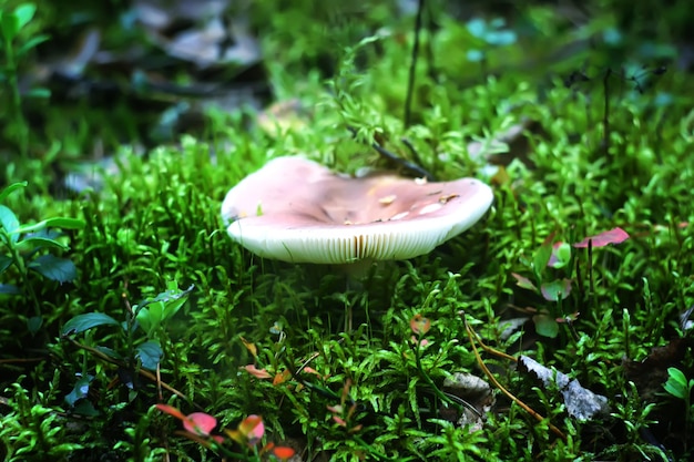 Wild ripe blueberry in summer forest.