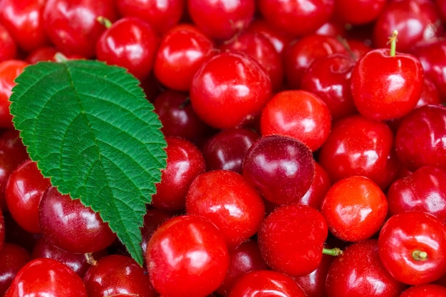 Wild ripe cherry with leaf