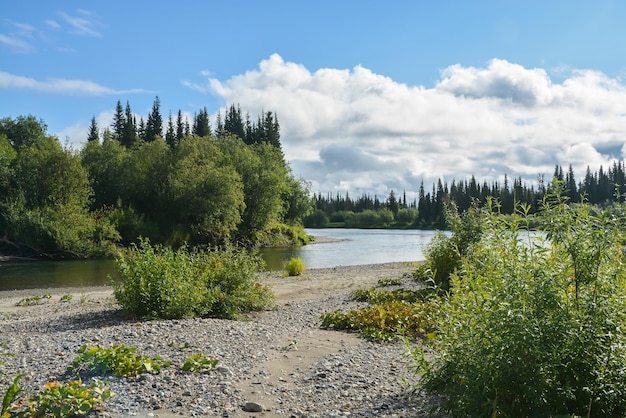 A wild river in deserted forests