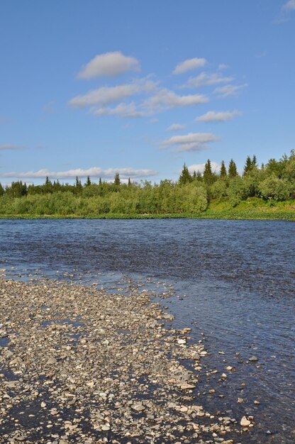 Wild river landscape