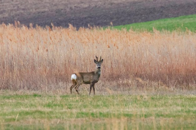 Wild Roe Deer Buck in a field