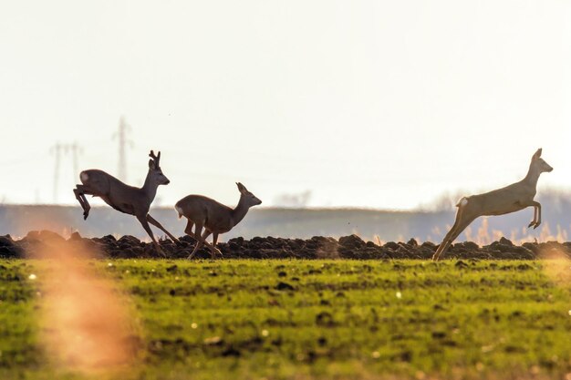 Wild roe deer in a field, spring time