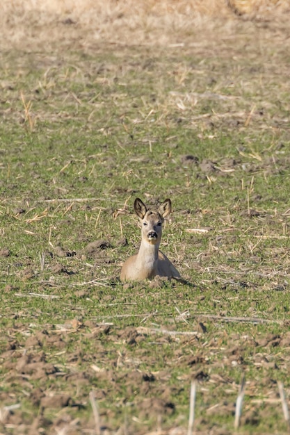 野原の野生のノロジカ、春の時間