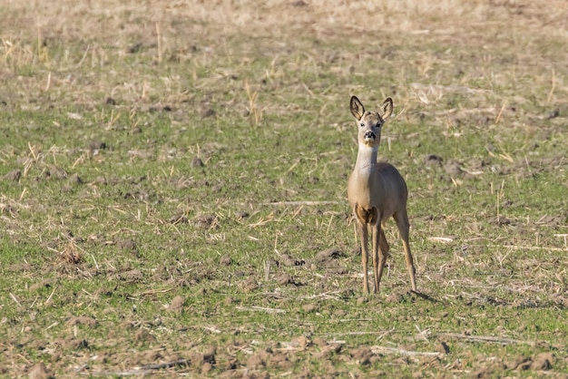 野原の野生のノロジカ、春の時間