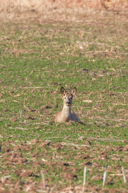 Capriolo selvatico in un campo, tempo di primavera