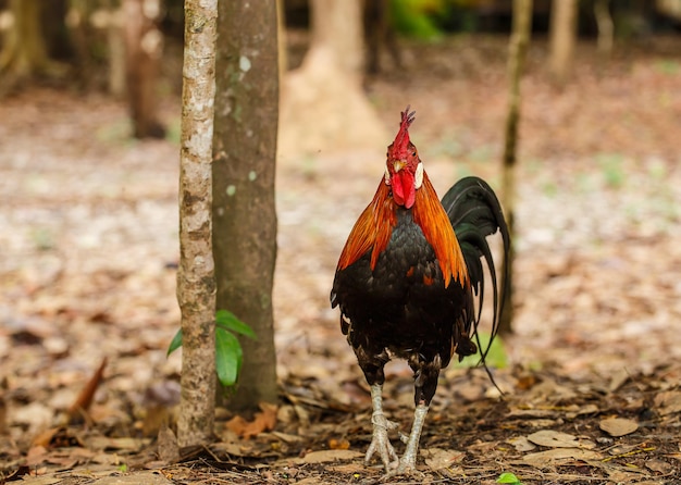 Wild Rooster