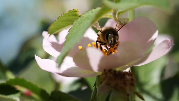 Wild rose blooming