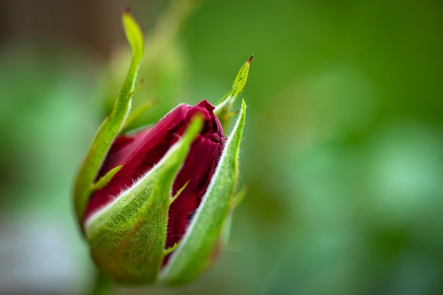 Wild rose bud on a green blurred background Closeup Natural natural background