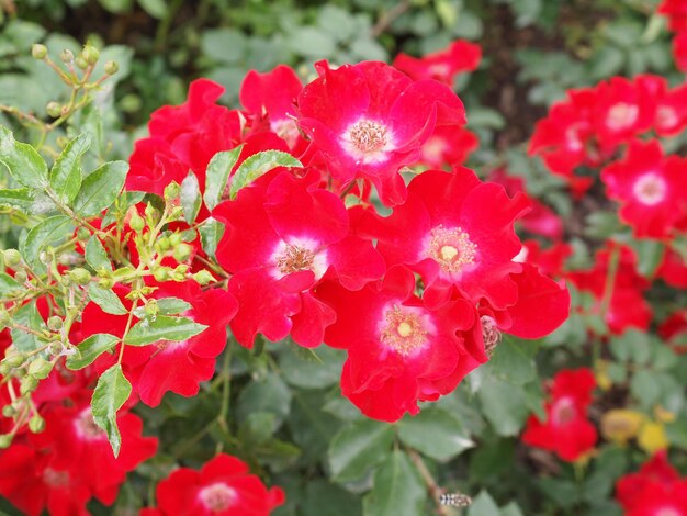 Fiore di rosa selvatica