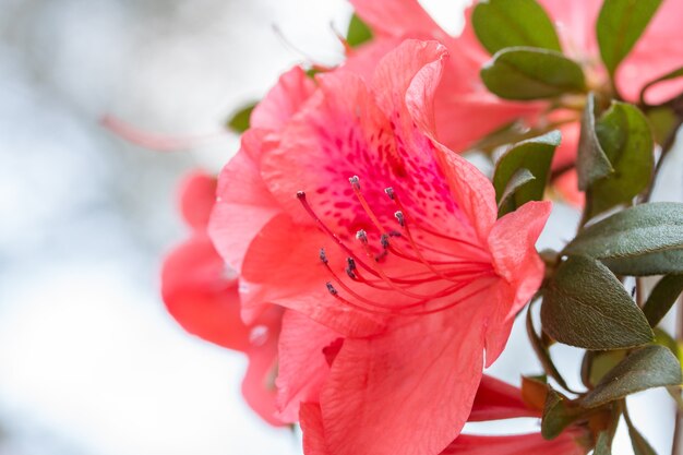 Wild rose  flowering in garden (Rhododendron arboreum)