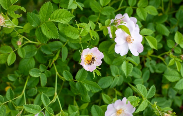 ミツバチが蜜を集める野生のバラの花