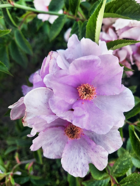 Wild rose flowers