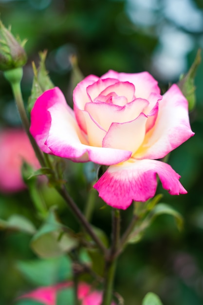 庭のワイルドローズ。 1つのピンクと白の花のクローズアップ。