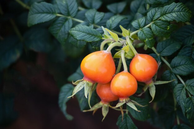 Wild rose hip in organic garden