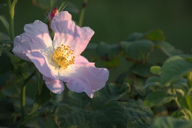 Wild Rose Mei rozenbottel Delicaat en fragiel bloem bokeh Vakantieconcept Plaats voor tekst Kaart Wensen bekentenissen cadeau