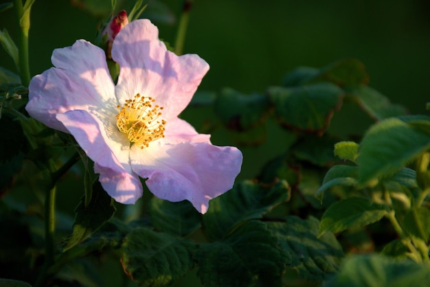 Wild Rose Mei rozenbottel Delicate en fragiele bloem Vakantieconcept Plaats voor tekst Kaart Wensen bekentenissen cadeau