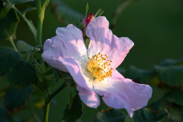 Wild Rose Mei rozenbottel Delicate en fragiele bloem Vakantieconcept Plaats voor tekst Kaart Wensen bekentenissen cadeau