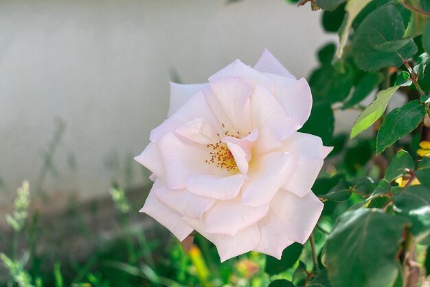 Wild rose of pale pink color.