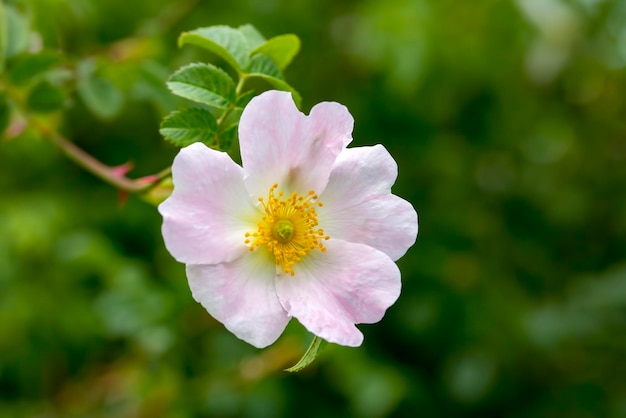 Wild Rose (Rosa canina) met open bloemblaadjes in het voorjaar