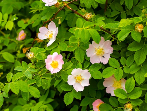 Foto rosa canina selvatica con petali aperti in primavera